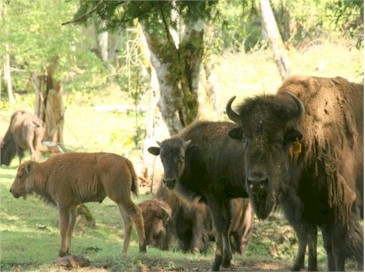 Grote buffels