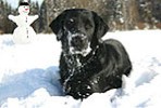 Hond in de sneeuw