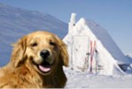 Hond bij sneeuwhuisje