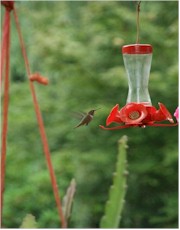 Hummingbird