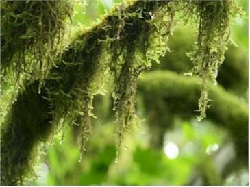 Moss hanging from tree