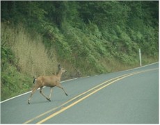 Crossing deer